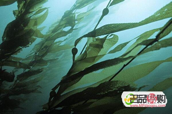 <h3>海带美容功效深度解析</h3>