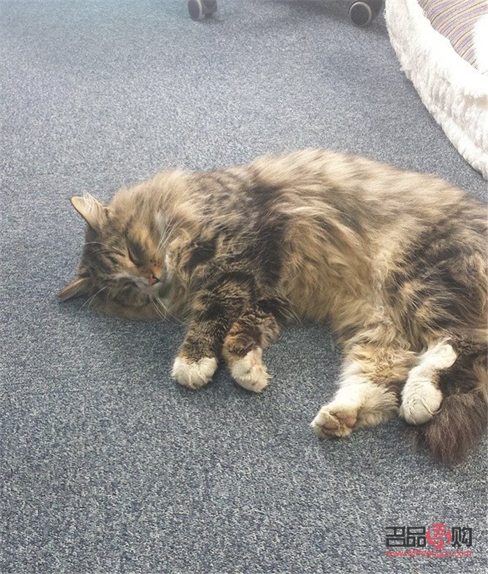 掌握爱宠美容秘籍，打造宠物靓丽新造型