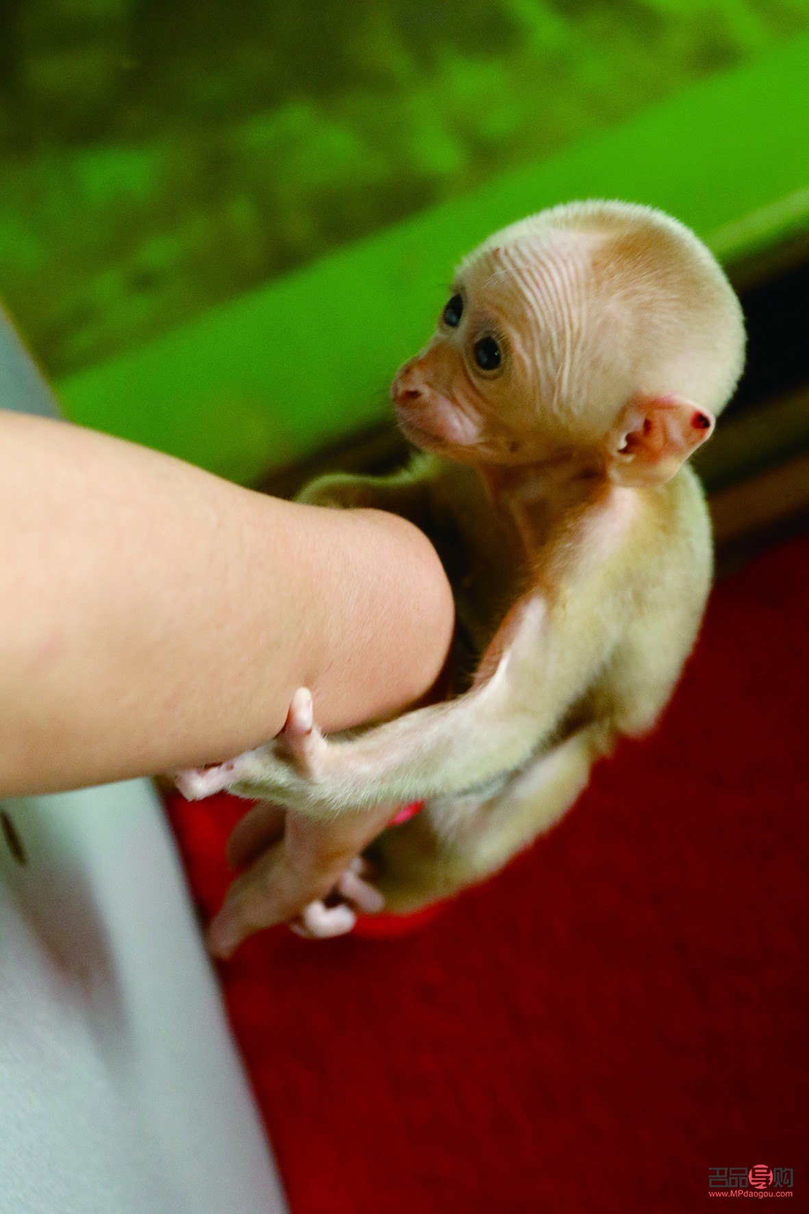 <h3>幼猴护理身体全攻略</h3>