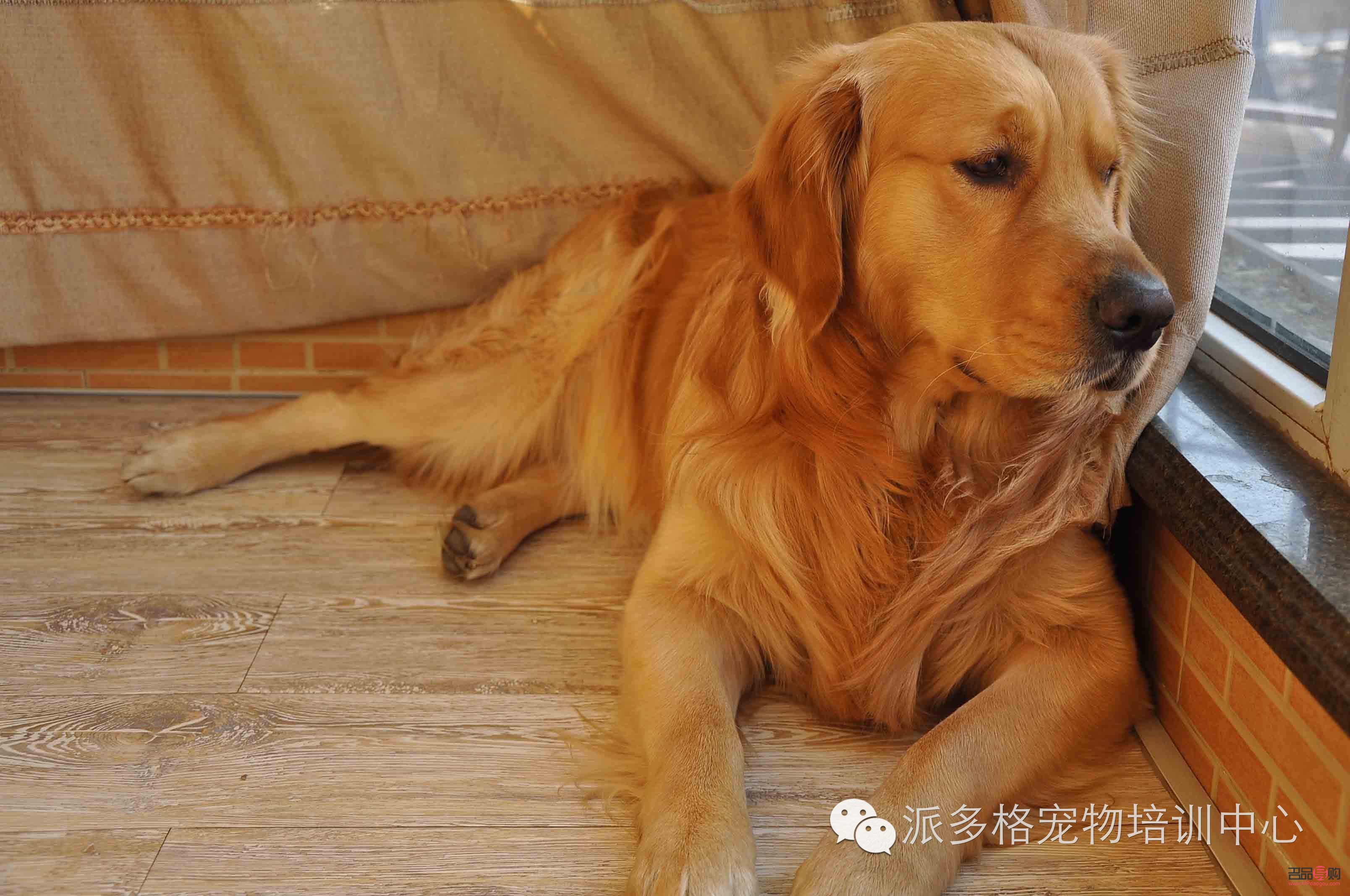 <h3>金毛护理身体全攻略</h3>