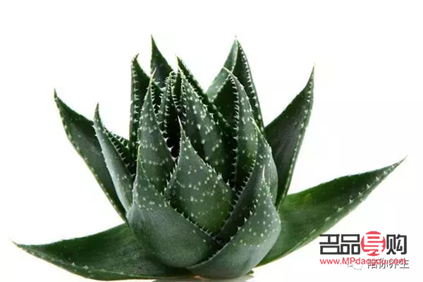 <h3>美容芦荟的种类及其独特功效</h3>