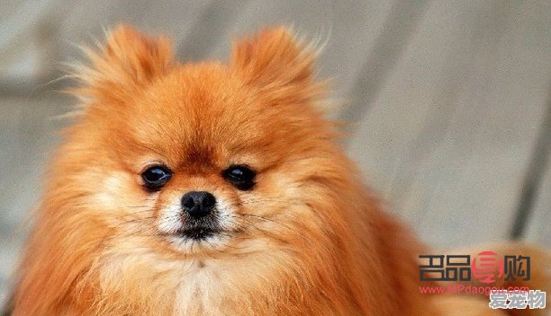 狗美容初探：打造宠物狗的靓丽外貌