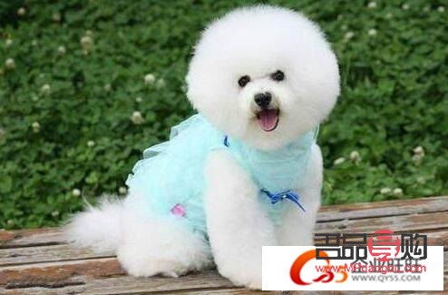 <h3>比熊犬何时适合进行美容？</h3>