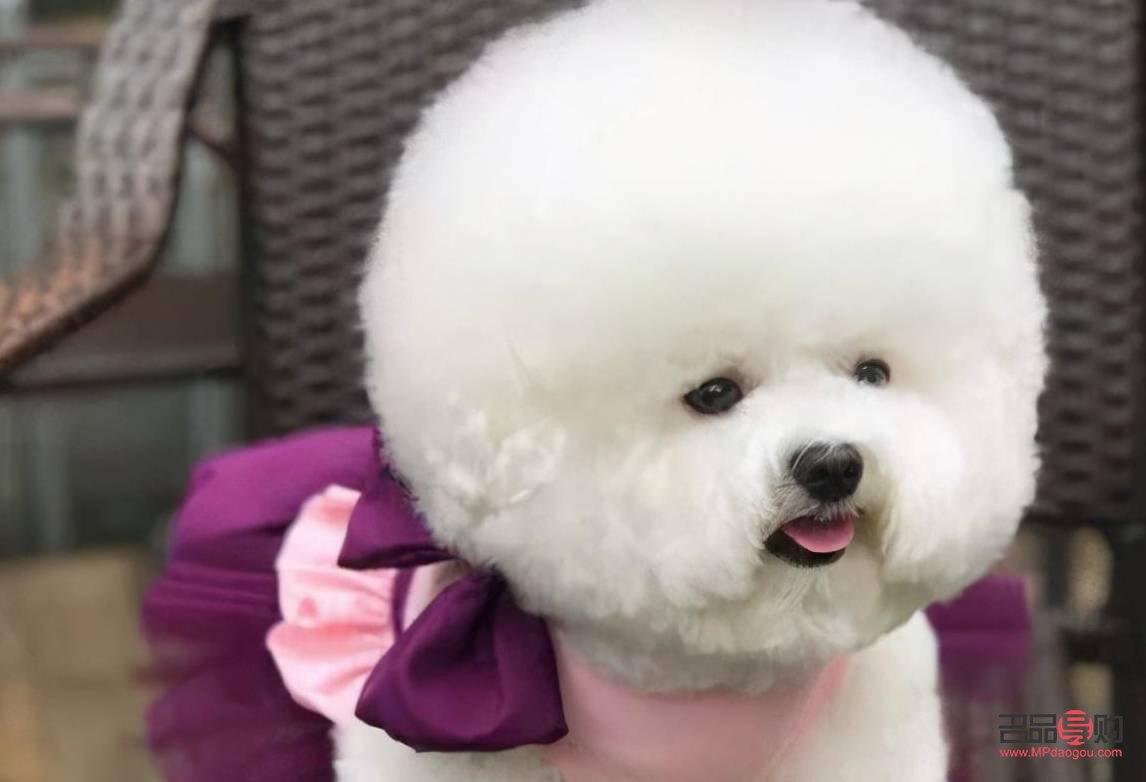 <h3>比熊犬何时适合进行美容？</h3>