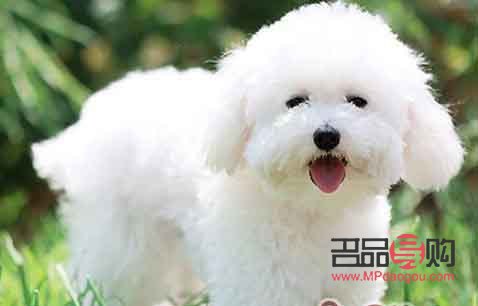 <h3>比熊犬何时适合进行美容？</h3>