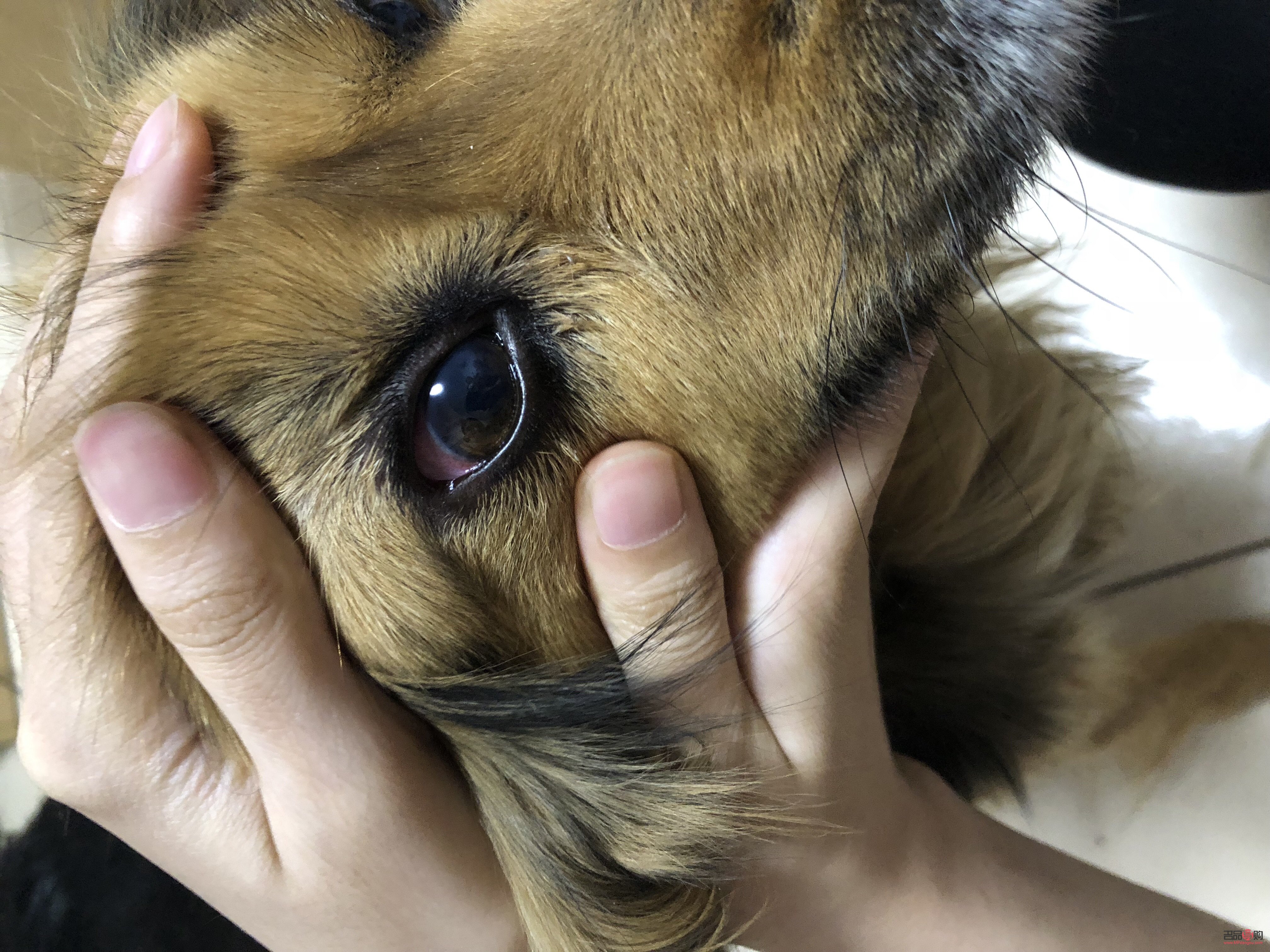 两个眼皮不一样是怎么回事(两个眼皮不一样是怎么回事图片)