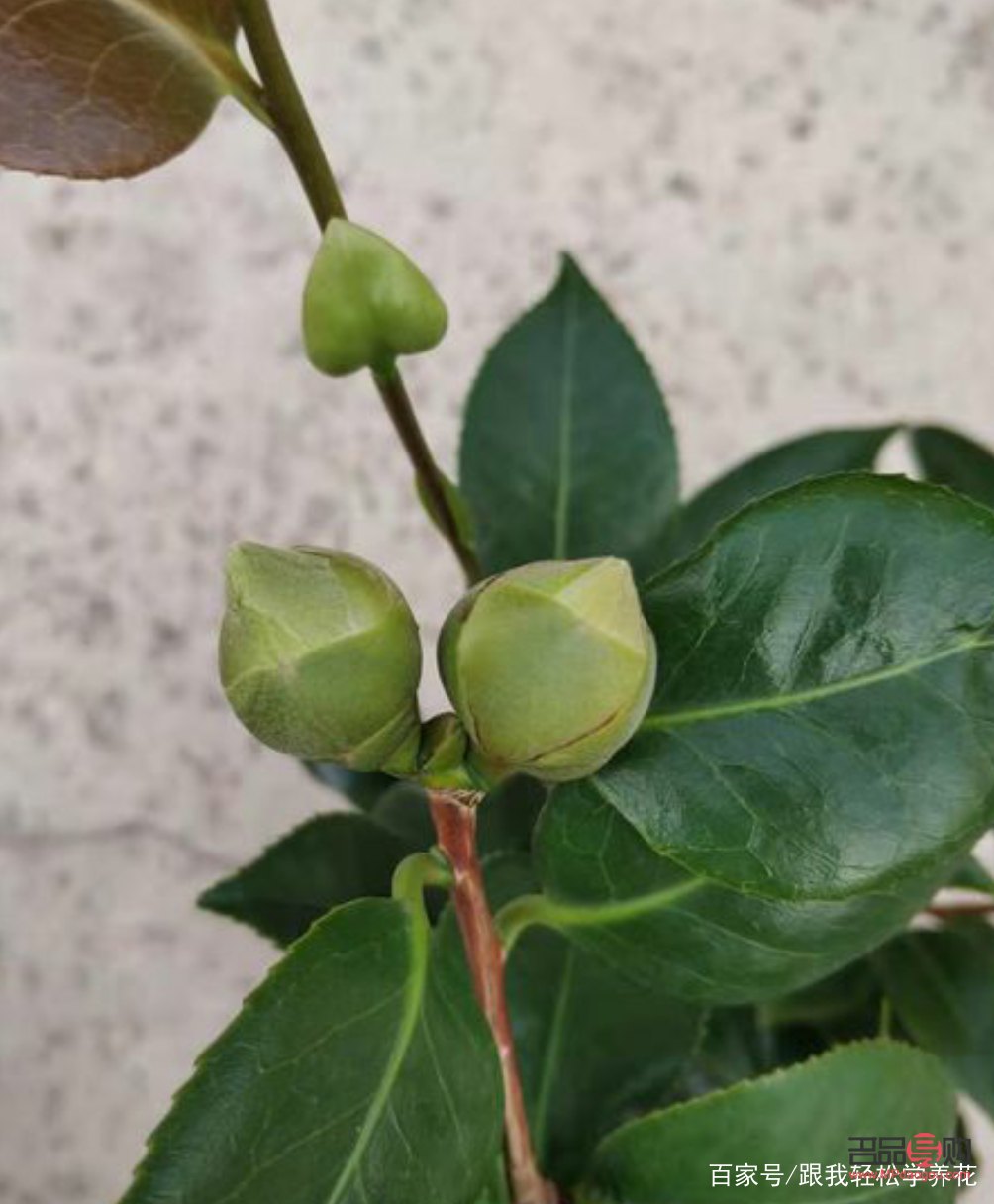 白茶花苞的美容功效探究