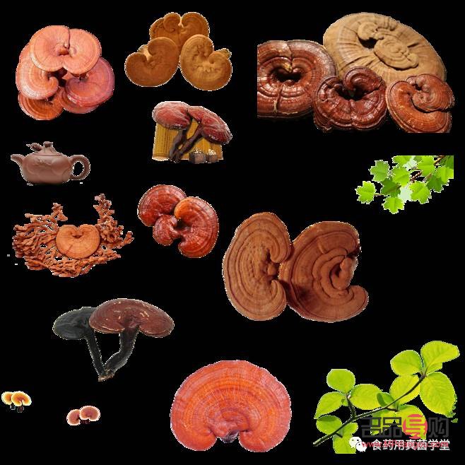 <h1>灵芝的美容奥秘与食用方法</h1>