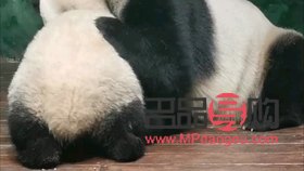 <h3>小猫彩妆绘画指南</h3>