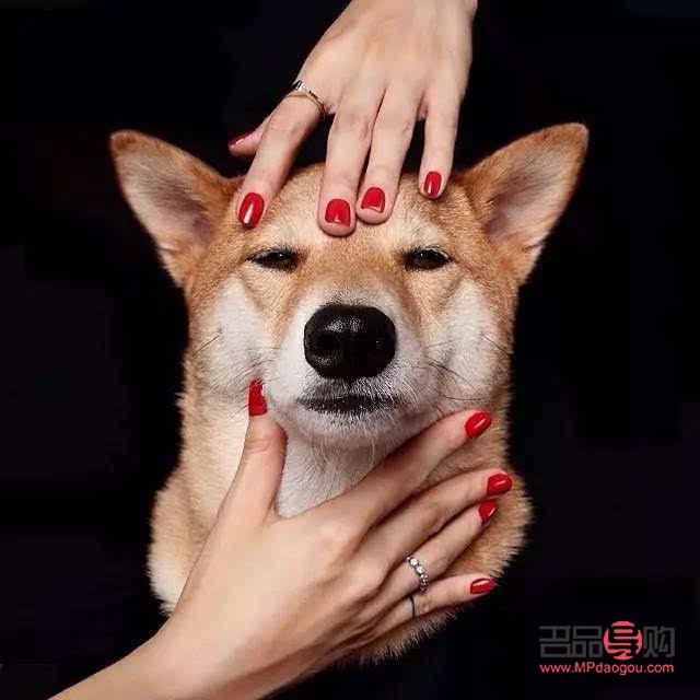 探索狗狗眼睛画法大全