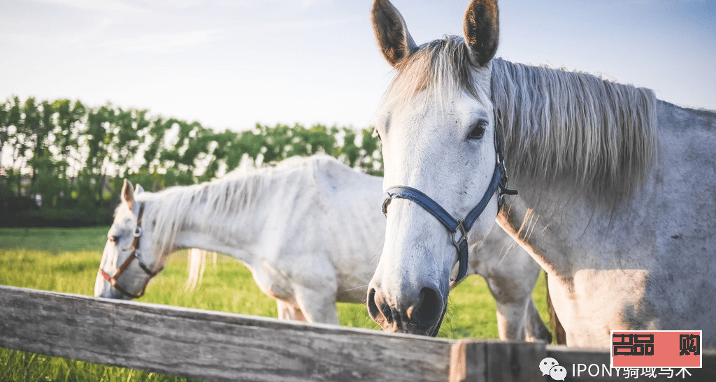 马要怎么护理身体才好(马要怎么护理身体才好呢)
