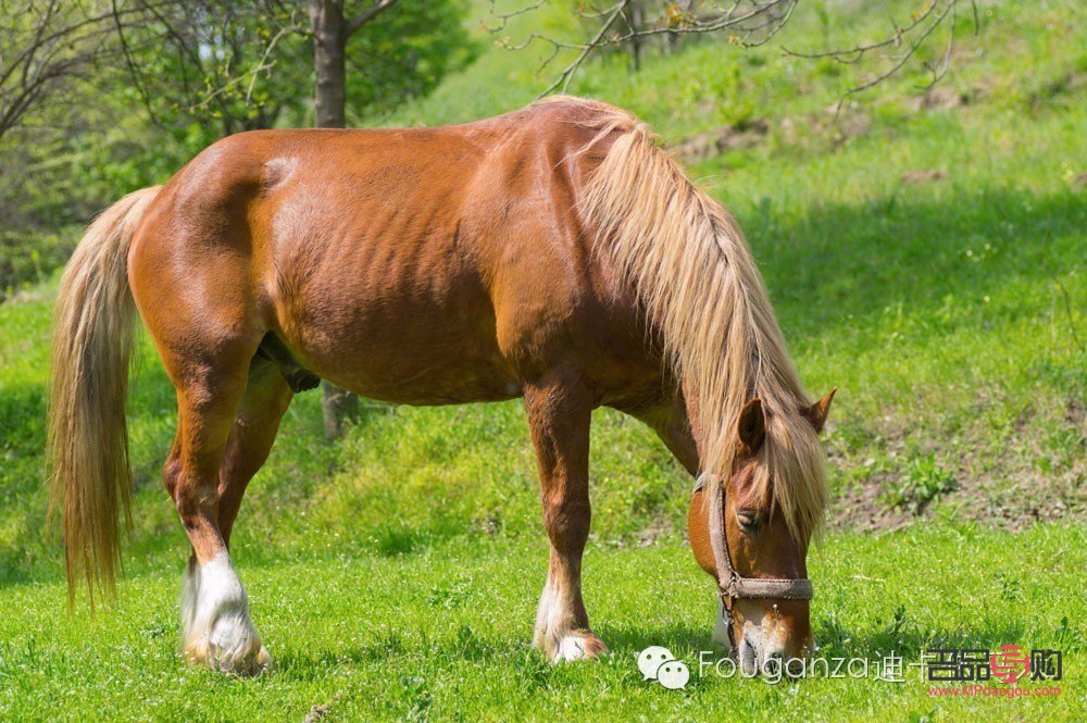 马要怎么护理身体才好(马要怎么护理身体才好呢)
