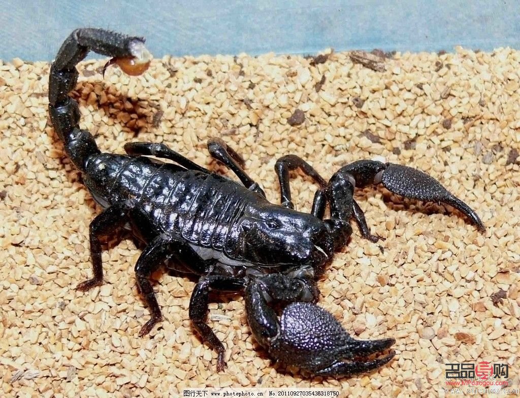 <h3>蝎子美容：真相与误区的探讨</h3>