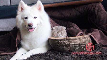 <h1>宠物美容全攻略：打造靓丽爱宠的秘诀与方法</h1>