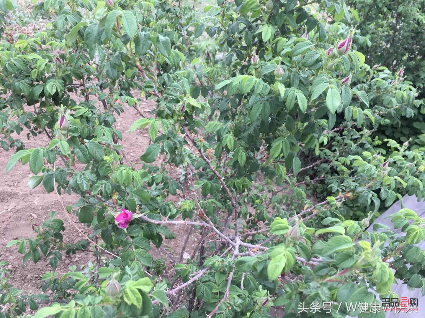 美容养颜喝什么茶(美容养颜喝什么茶效果好)