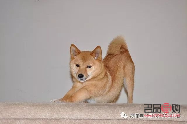 <h3>犬美容日语怎么说?学习犬美容专业术语与实用表达</h3> <h3>犬美容日语怎么说?学习犬美容专业术语与实用表达</h3>