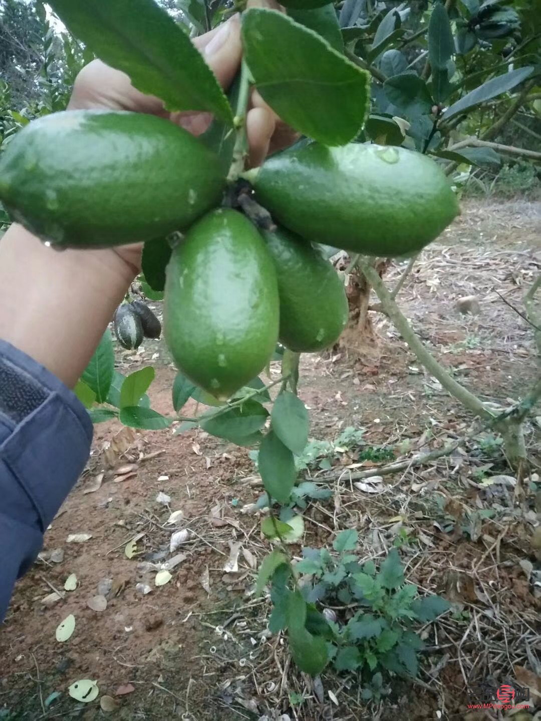 <h3>薄荷叶的美容功效探究</h3>