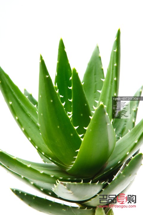 <h3>新鲜芦荟的美容奥秘</h3>