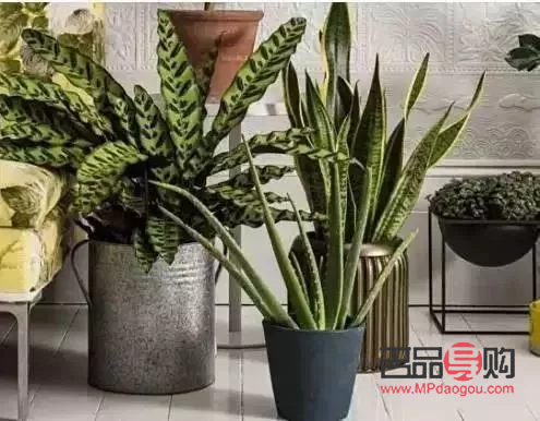 芦荟美容宝典：揭秘哪种芦荟才是美容圣品