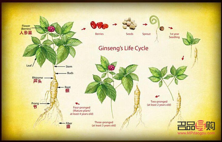 <h3>人参的美容功效深度解析</h3>