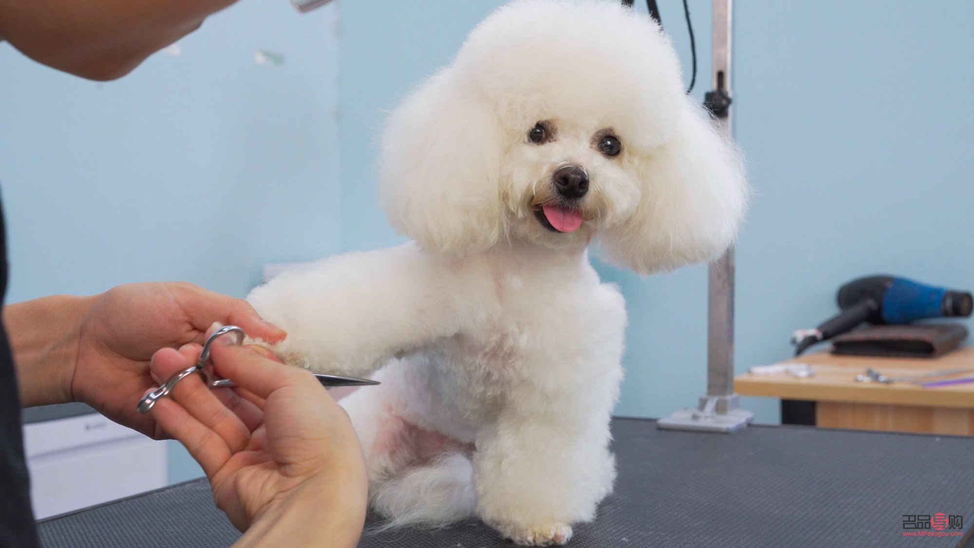 狗狗美容找哪家好(狗狗美容找哪家好呢)