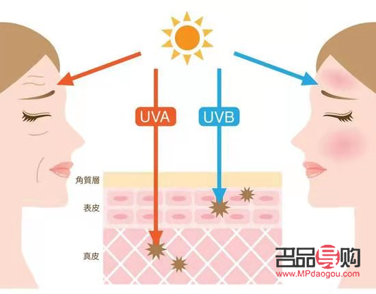 <h3>干细胞美容：重塑青春的神话还是现实？</h3>