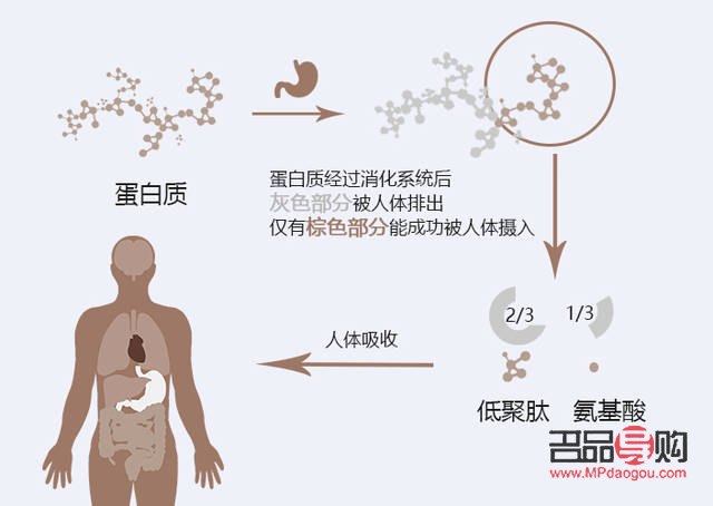 <h3>蛋白护理对身体的益处及重要性</h3>
