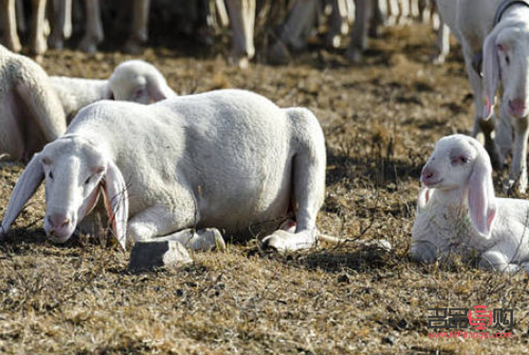 产后护理如何恢复身体(产后护理如何恢复身体状态)