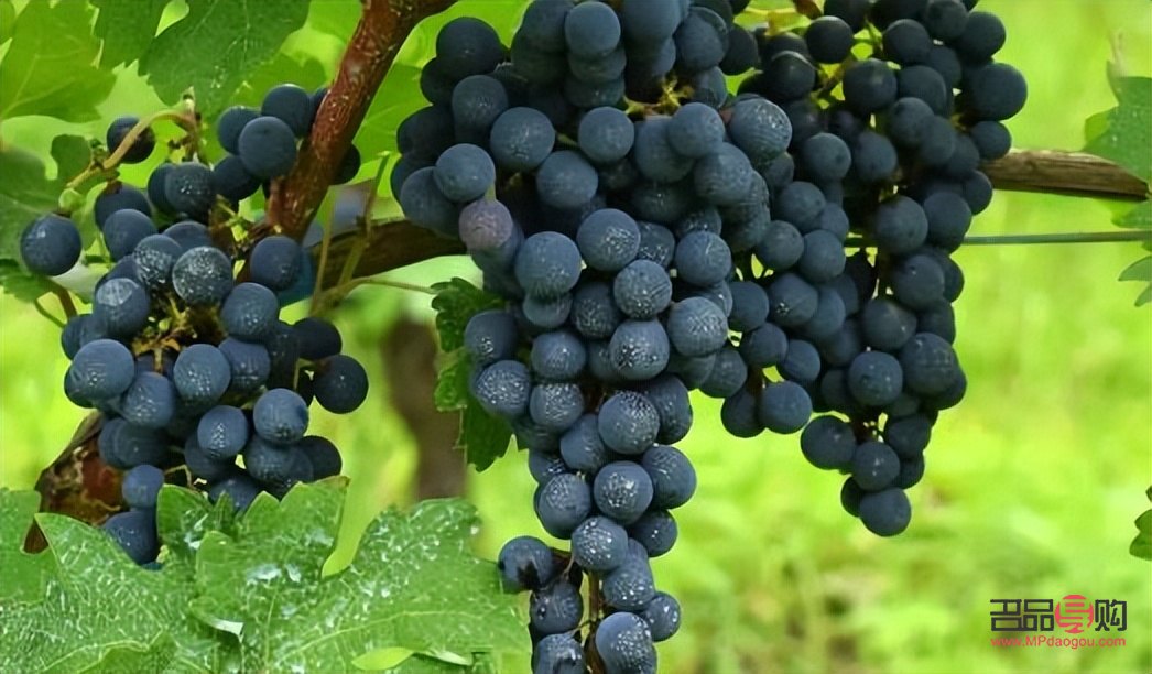葡萄能否美容养生(葡萄能美容养颜吗) 葡萄能否美容养生(葡萄能美容养颜吗)