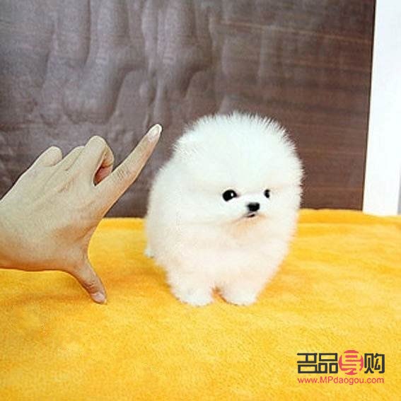 博美美容多少钱(博美美容多少钱一次)