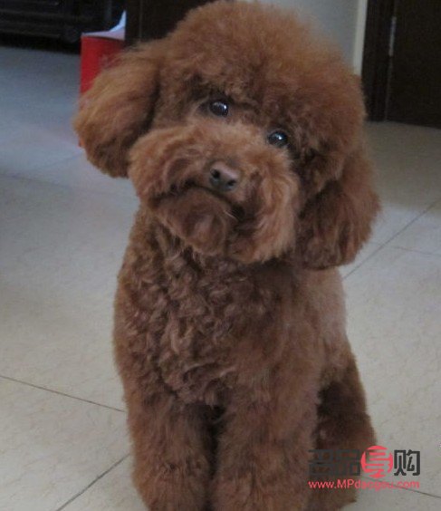 怎么样给泰迪美容(怎么样给泰迪美容视频)