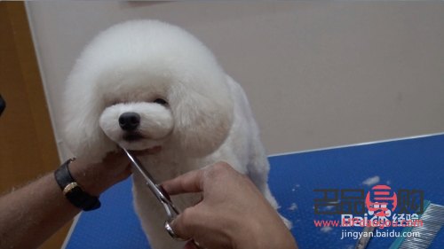 怎么样给泰迪美容(怎么样给泰迪美容视频)