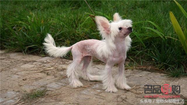 小狗美容怎么样做(小狗美容怎么样做的)