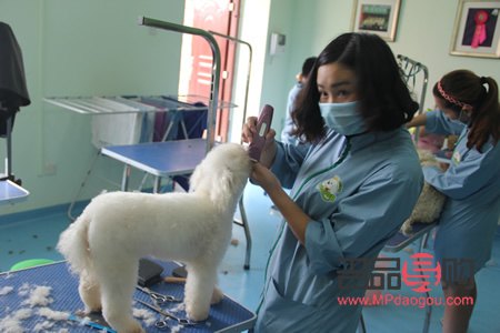 怎么学习宠物美容(自学宠物美容的方法)