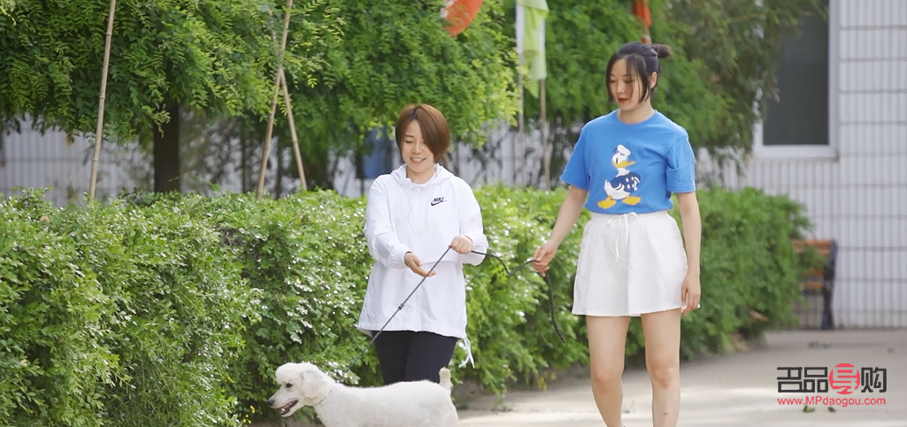 怎么学习宠物美容(自学宠物美容的方法)