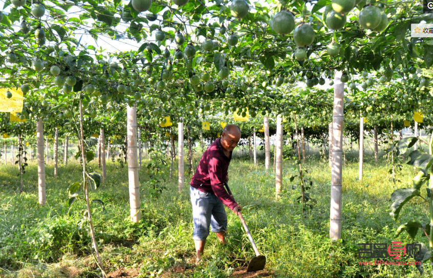 2013黄金行情回顾(2013黄金价格走势图)