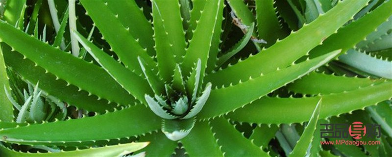 美容芦荟有哪些(美容芦荟有哪些品牌)