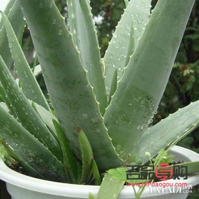 美容芦荟有哪些(美容芦荟有哪些品牌)