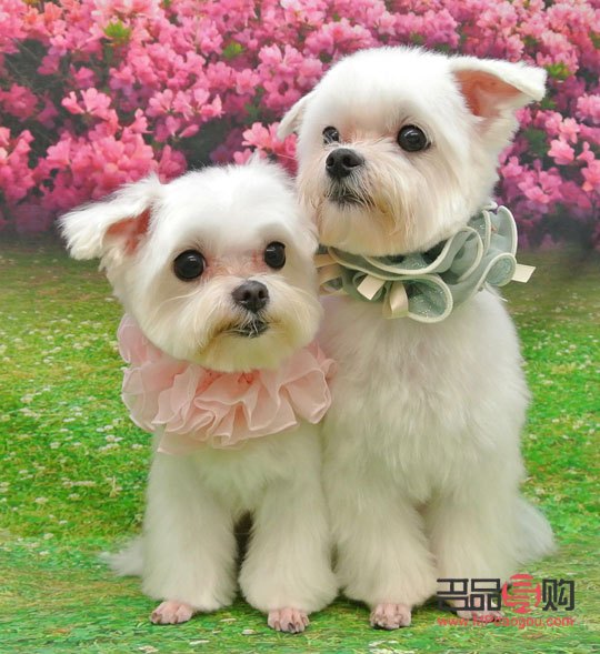 宠物美容师：呵护宠物的专业艺术家