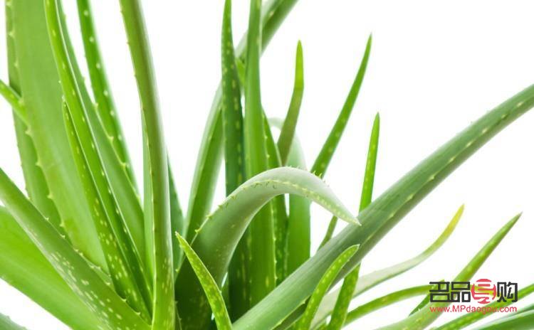 美容芦荟可以吃吗(美容芦荟可以吃吗有毒吗)