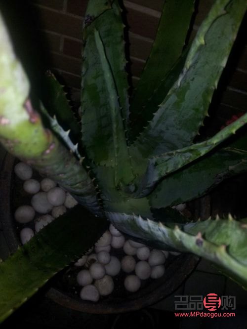 美容芦荟可以吃吗(美容芦荟可以吃吗有毒吗)