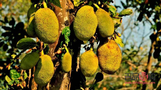 菠萝蜜怎么美容(菠萝蜜怎么美容养颜)