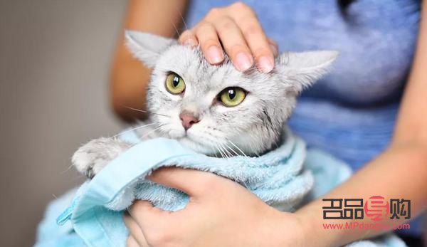 猫咪该怎么擦身体护理(猫咪该怎么擦身体护理呢)