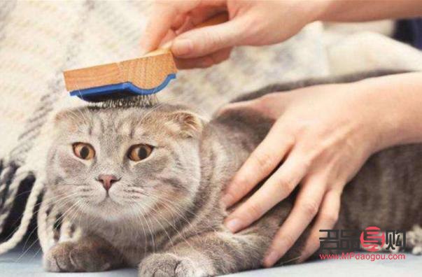 猫咪该怎么擦身体护理(猫咪该怎么擦身体护理呢)