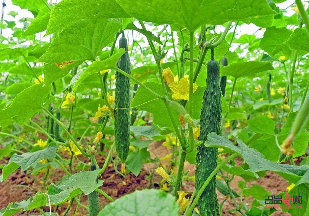 黄瓜怎么吃美容(黄瓜怎么吃美容养颜)