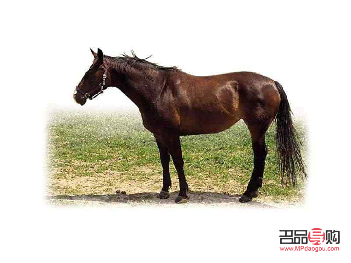 马要怎么护理身体才好(马要怎么护理身体才好看)