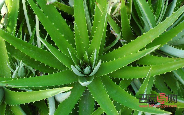 芦荟怎样美容(芦荟怎样美容效果好)