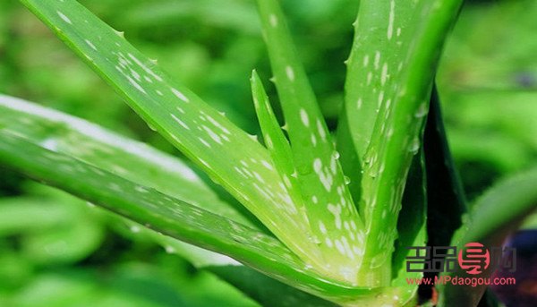 芦荟怎样美容(芦荟怎样美容效果好)