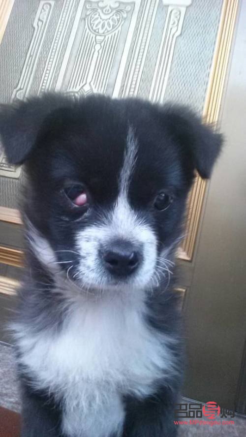 <h3>狗狗眼白发红原因及应对措施</h3> <h3>狗狗眼白发红原因及应对措施</h3>