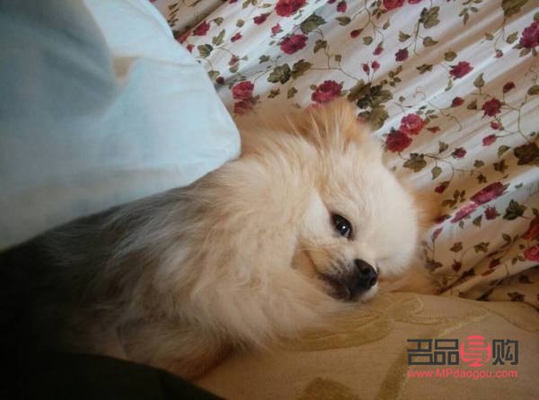 <h3>狗狗眼白发红原因及应对措施</h3> <h3>狗狗眼白发红原因及应对措施</h3>